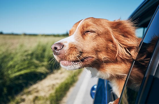 Cute dog riding in car with it's head out the window