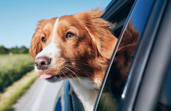 Dog in a car with their head out the window.